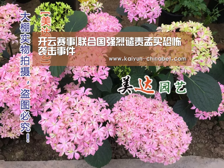 开云赛事|联合国强烈谴责孟买恐怖袭击事件(图2) 开云推荐